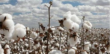 纺企采购仓单的积极性下降 棉花市场上可选择资源仍较多